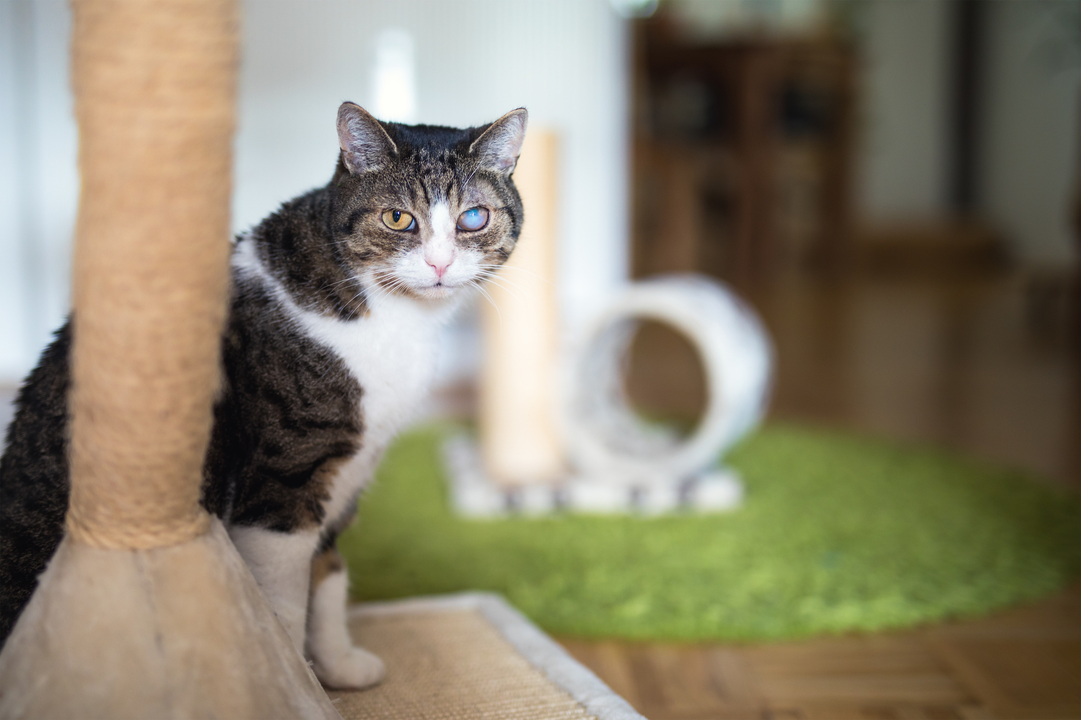 Enriquecimiento Ambiental Para Gatos Con Deficiencia C Mo Hacerlo